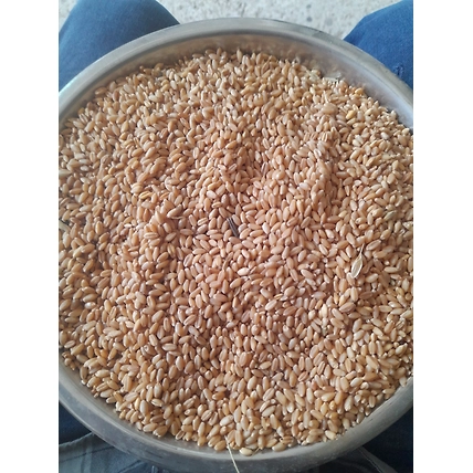 Wheat-12621152