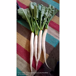 farid seeds radish seed palak patta