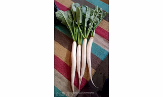 Radish seed PALAK PATTA