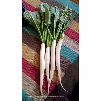 farid seeds radish seed palak patta