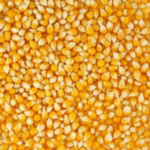 MAIZE-12629710