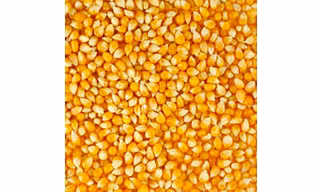 MAIZE