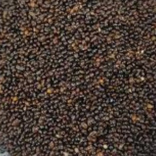 BLACK LITTLE MILLETS, KUTKI-12629712