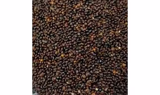 BLACK LITTLE MILLETS, KUTKI