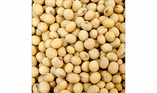 SOYABEAN