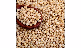 GREAT MILLETS, SORGHAM