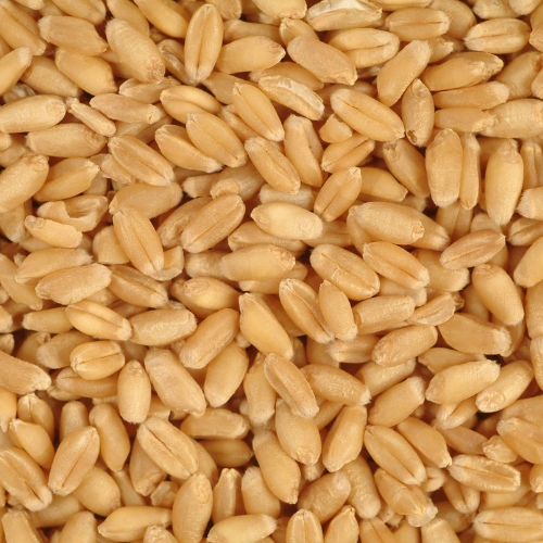 WHEAT-12629720