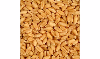 WHEAT