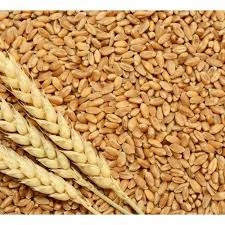 WHEAT-1