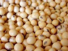 SOYABEAN-1