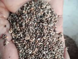 BLACK LITTLE MILLETS, KUTKI-1