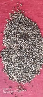 BLACK LITTLE MILLETS, KUTKI-2