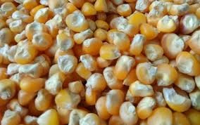 MAIZE-2