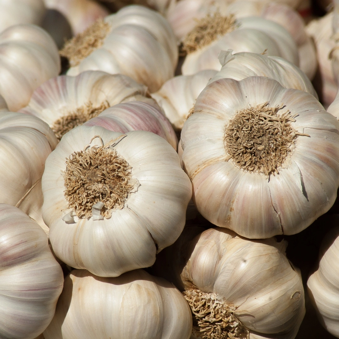 Fresh White Garlic-1