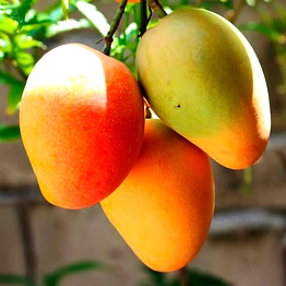 alrash mango 🥭