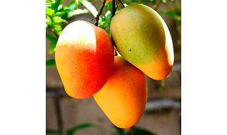 Mango 🥭