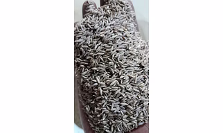 Cumin seeds