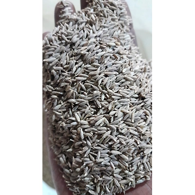 Spices Cumin seeds