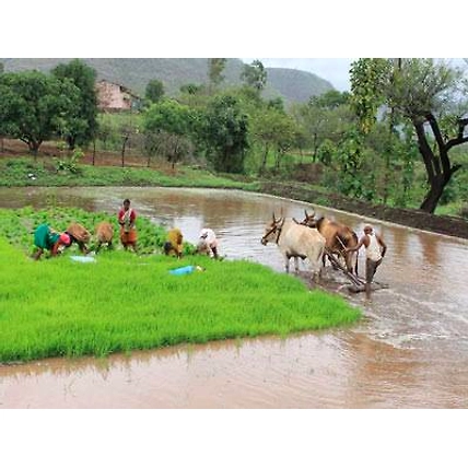 Organic Indrayani Rice-2