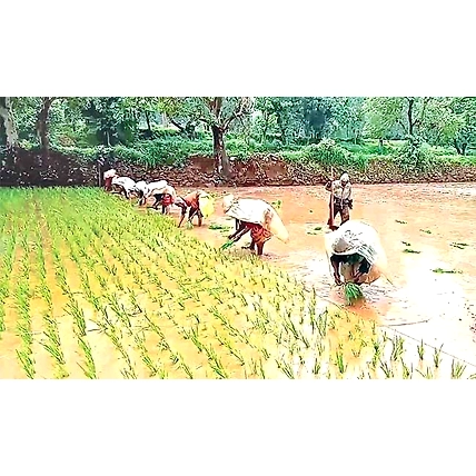 Organic Indrayani Rice-3