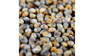 Bajra ( Pearl millets )
