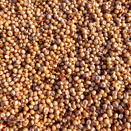 jowar ( sorghum)