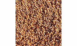 Jowar ( sorghum)