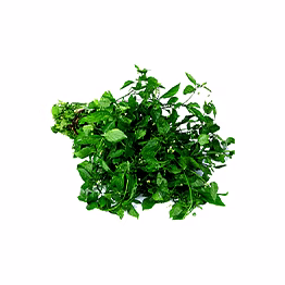 al shaye exim black nightshade