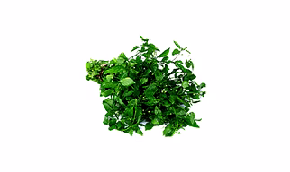 Black Nightshade