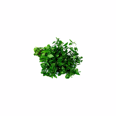 al shaye exim black nightshade