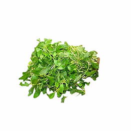 al shaye exim chenopodium