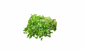 Chenopodium