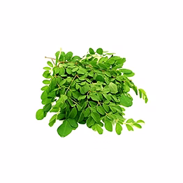 al shaye exim drumstick leaves