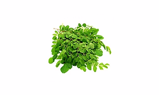 Drumstick Leaves