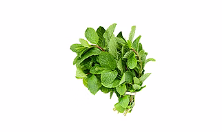 Mint Leaves