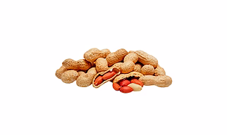 Groundnut