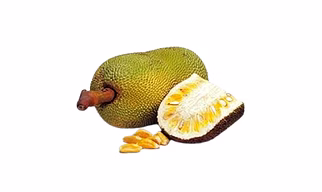 Baby Jackfruit