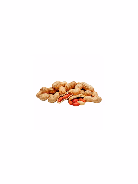Groundnut