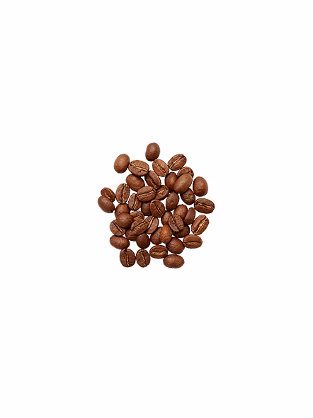 Robusta coffee bean