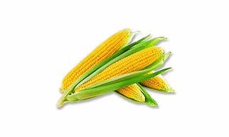 Maize