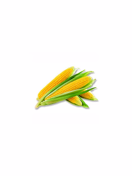 Maize