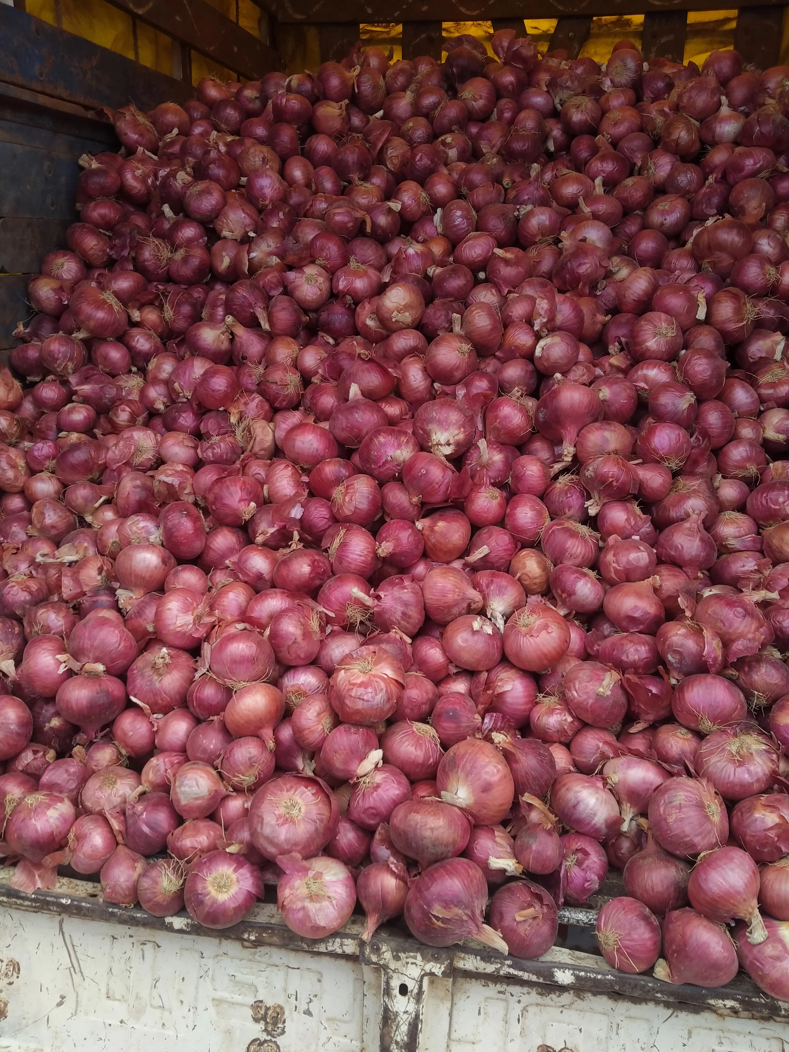 Red Garva Onion-1