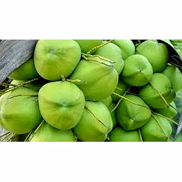 tender coconut
