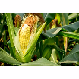 a grade yellow american sweet corn