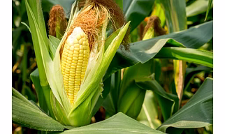 A Grade Yellow American Sweet Corn