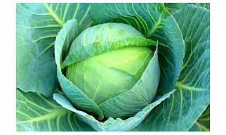 Cabbage