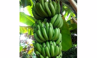 Fresh Banana