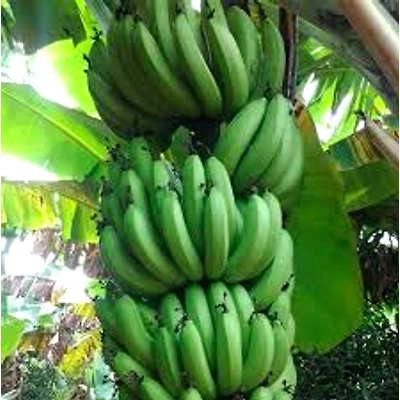 Fresh Banana-6 inches-2