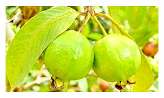 Fresh Guavas