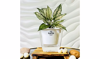 Aglaonema White Plant